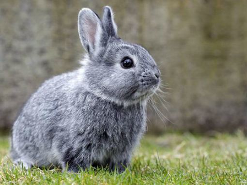 standard chinchilla rabbit