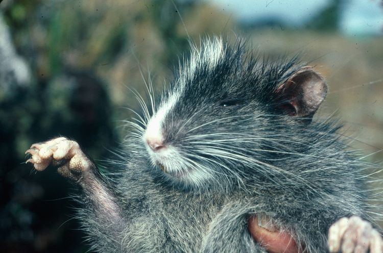Chinchilla rat Cute animal alert Chinchilla rat Australian Geographic