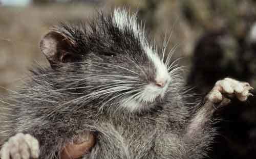 Chinchilla rat Species Sheet Mammals39Planet
