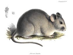 Chinchilla rat httpsuploadwikimediaorgwikipediacommonsthu