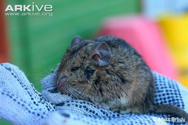 Chinchilla rat Bennett39s chinchilla rat videos photos and facts Abrocoma