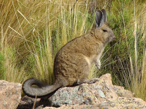 Chinchillidae 1000 images about Viscacha on Pinterest A bunny Argentina and