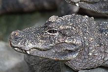 Chinese alligator httpsuploadwikimediaorgwikipediacommonsthu