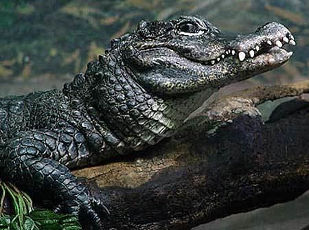 Chinese alligator Chinese Alligator Endangered Asian Gator Animal Pictures and