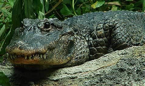 Chinese alligator Chinese Alligator Endangered Asian Gator Animal Pictures and