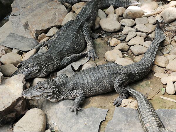 Chinese alligator Chinese AlligatorEndangered animals listOur endangered animals