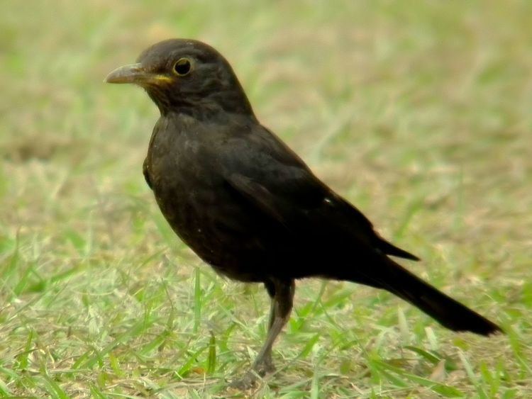 Chinese blackbird