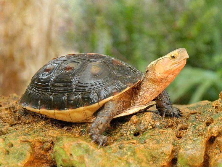 Chinese box turtle Chinese Golden Box Turtles Adult for sale from The Turtle Source