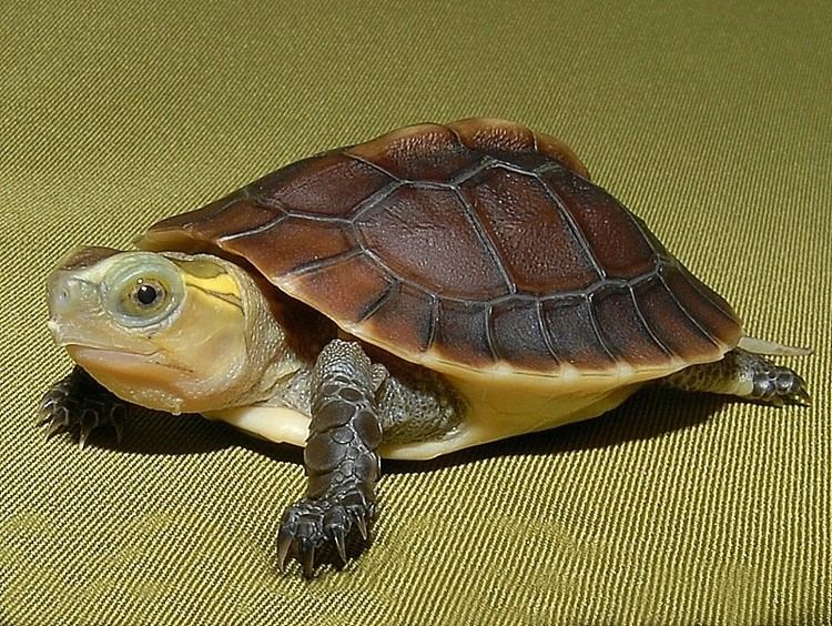 Chinese box turtle Chinese Golden Box Turtles for sale from The Turtle Source