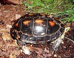 Chinese box turtle httpsuploadwikimediaorgwikipediacommonsthu