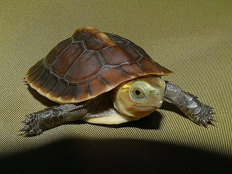 Chinese box turtle Chinese Golden Box Turtles for sale from The Turtle Source