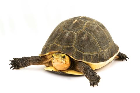 Chinese box turtle Chinese Box Turtle for Sale Reptiles for Sale