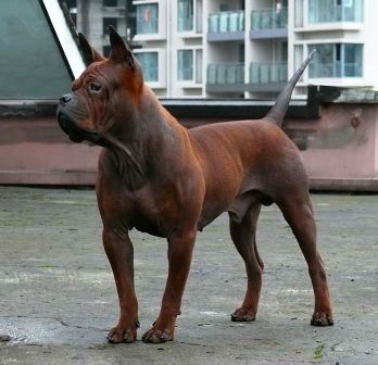 Chinese Chongqing Dog Chinese Chongqing Dog Breed Information History Health Pictures
