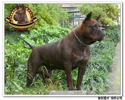 Chinese Chongqing Dog Chinese Chongqing Dog Breed Information and Pictures