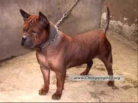Chinese Chongqing Dog CHINESE CHONGQING DOG YouTube