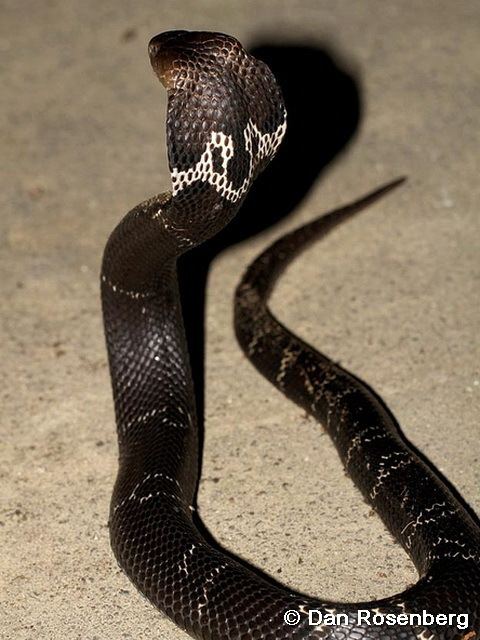 Chinese cobra Reptile of Hong Kong
