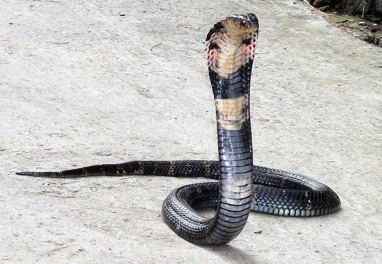 Chinese cobra snakevenomnetpictureCobrajpg