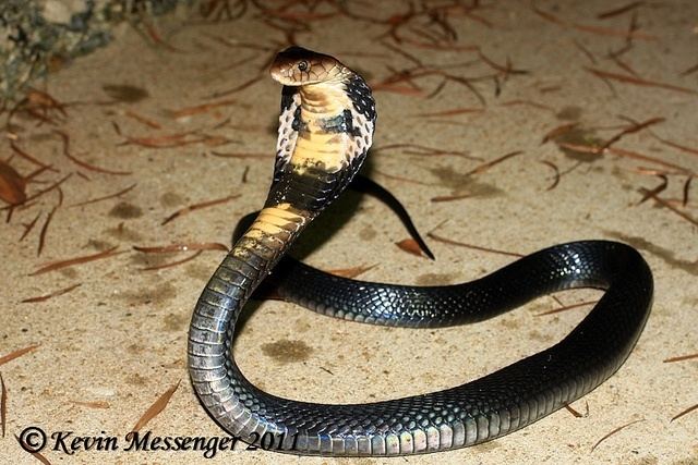 Chinese cobra Chinese Cobra snakes Pinterest Photos and Chinese