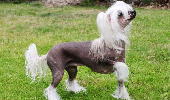 Chinese Crested Dog Chinese Crested Breed Information