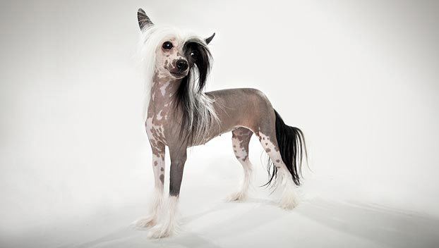 Chinese Crested Dog Chinese Crested Dog Breed Selector Animal Planet