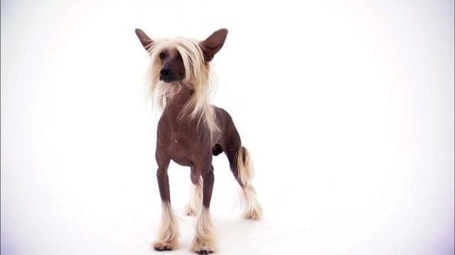 Chinese Crested Dog Chinese Crested Dogs 101 Animal Planet