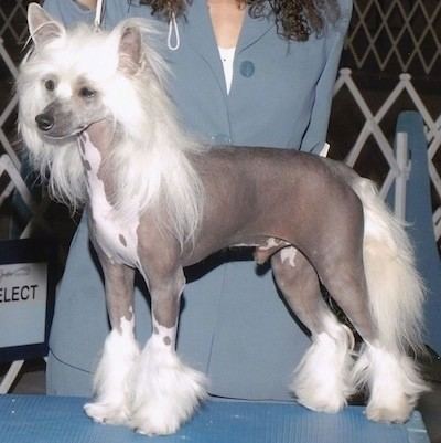 Chinese Crested Dog Chinese Crested Hairless and Powderpuff Dog Breed Information and