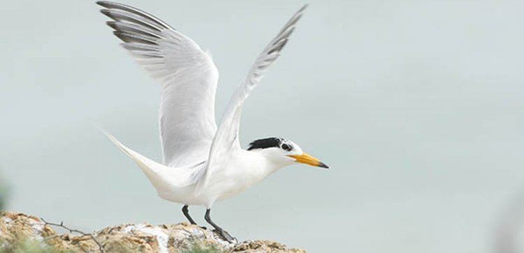 Chinese crested tern Restoring a breeding colony for Chinese Crested Tern BirdLife