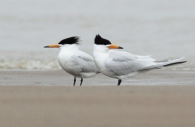 Chinese crested tern Oriental Bird Club Image Database Chinese Crested Tern