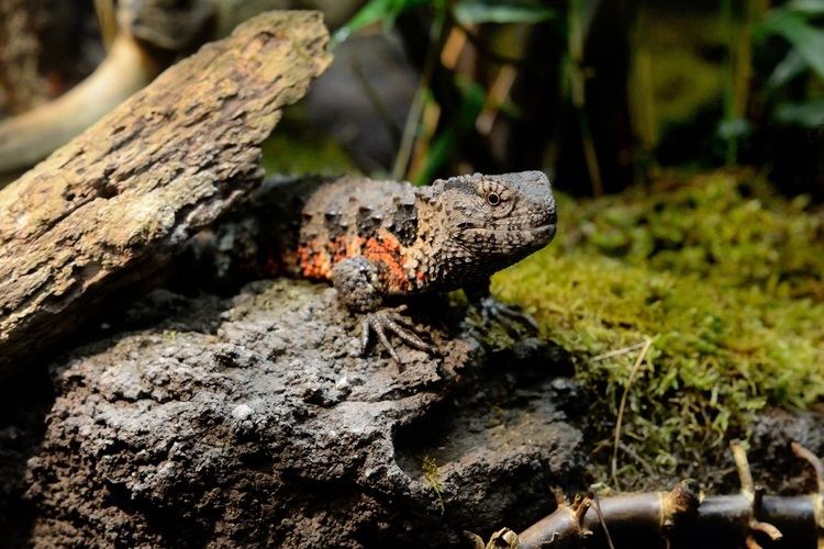 Chinese crocodile lizard Real Monstrosities Chinese Crocodile Lizard