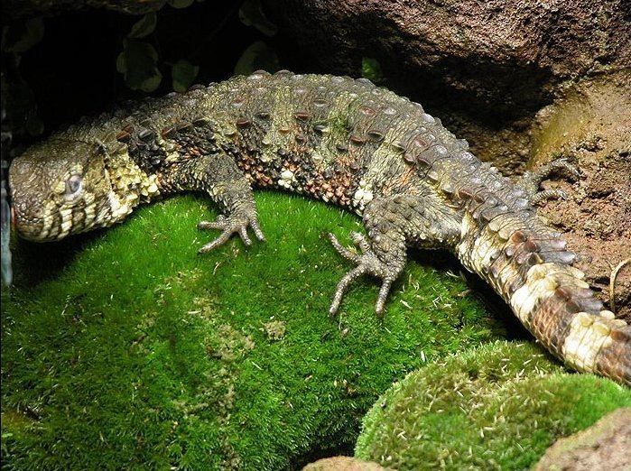 Chinese crocodile lizard httpsuploadwikimediaorgwikipediacommons99