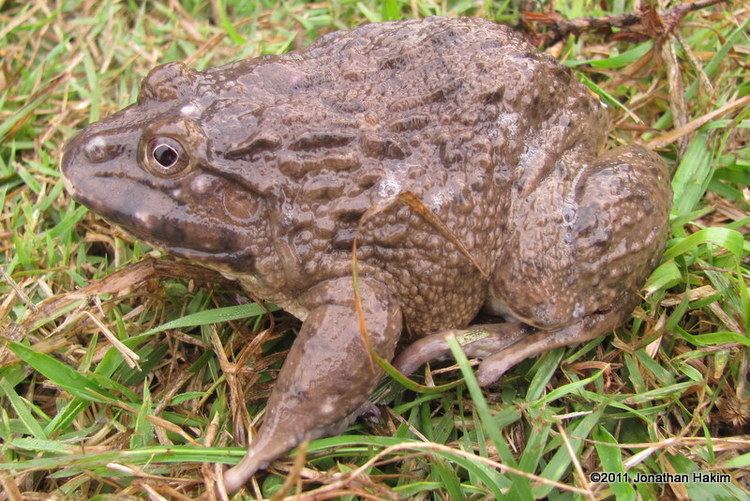 Chinese edible frog Chinese Edible Frog Reptiles and Amphibians of Bangkok