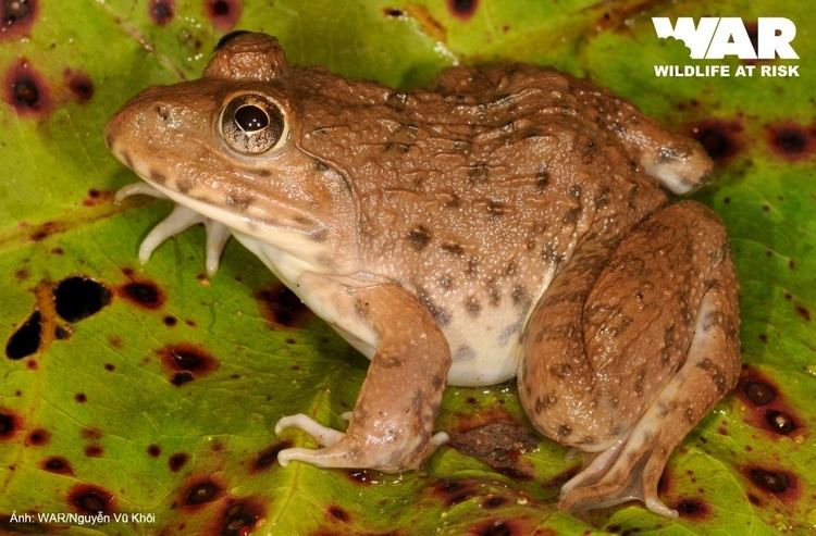 Chinese edible frog WILDLIFE AT RISK