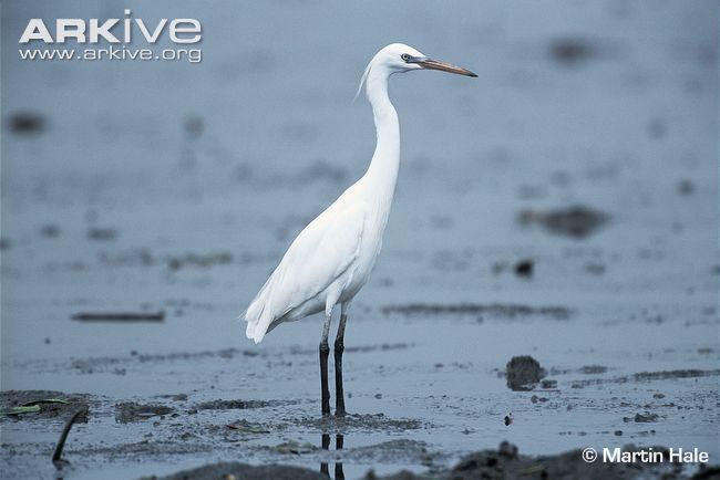 Chinese egret Chinese egret videos photos and facts Egretta eulophotes ARKive