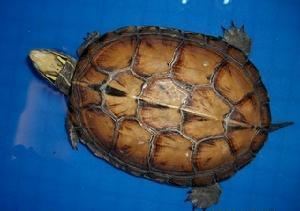 Chinese false eyed turtle - Alchetron, the free social encyclopedia