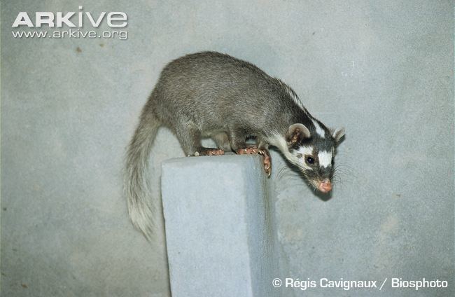 Chinese ferret-badger Chinese ferretbadger photo Melogale moschata G135776 ARKive