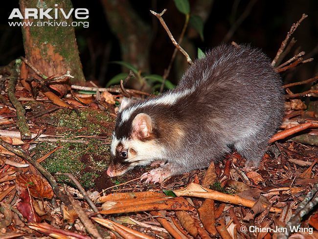 Chinese ferret-badger Chinese ferretbadger photo Melogale moschata G136293 ARKive