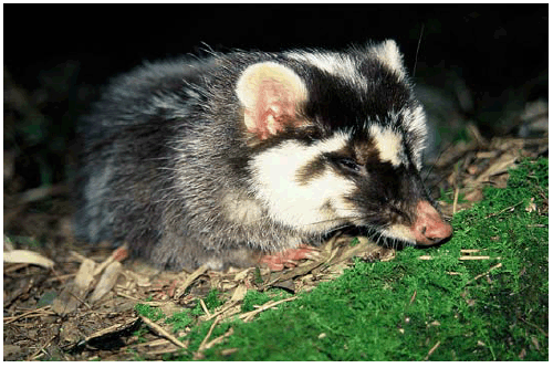 Chinese ferret-badger Chinese FerretBadger A Z Animals