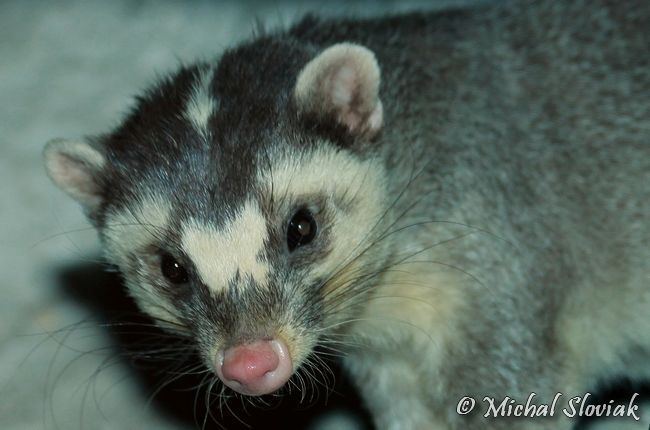 Chinese ferret-badger Chinese Ferretbadger Melogale moschata Interesting Animals