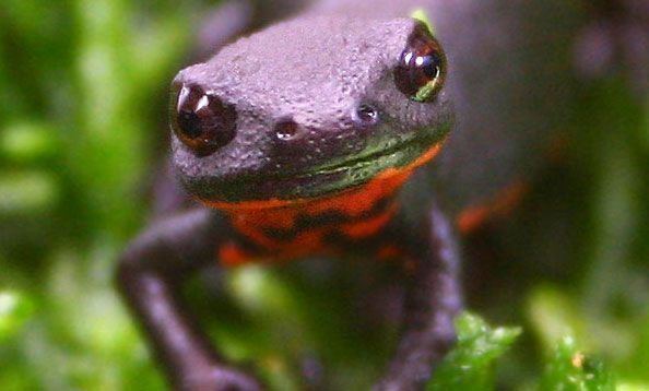 Chinese fire belly newt 1000 images about Fire belly newt on Pinterest Body parts The