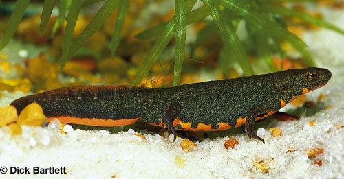 Chinese fire belly newt Breeding Chinese FireBellied Newts