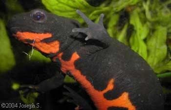 Chinese fire belly newt Caudata Culture Species Entry Cynops orientalis Chinese firebelly