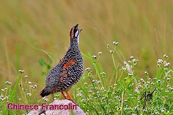 Chinese francolin Oriental Bird Club Image Database Chinese Francolin Francolinus