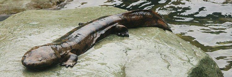 Chinese giant salamander Chinese giant salamander conservation Zoological Society of London