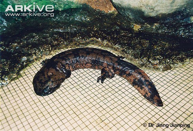 Chinese giant salamander Chinese giant salamander videos photos and facts Andrias