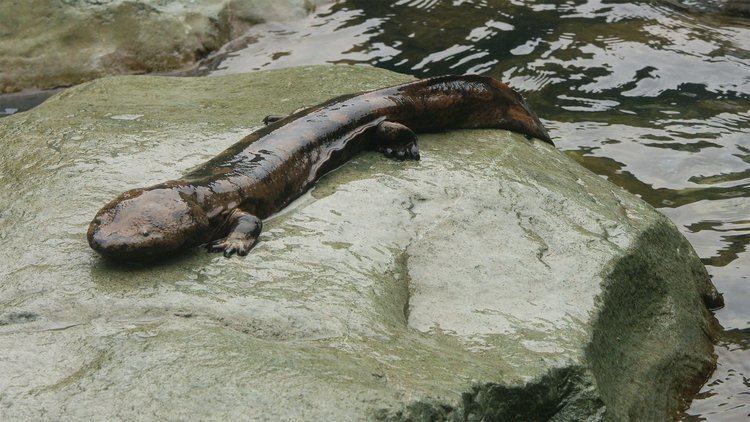 Chinese giant salamander httpswwwzslorgsitesdefaultfilesimage2014