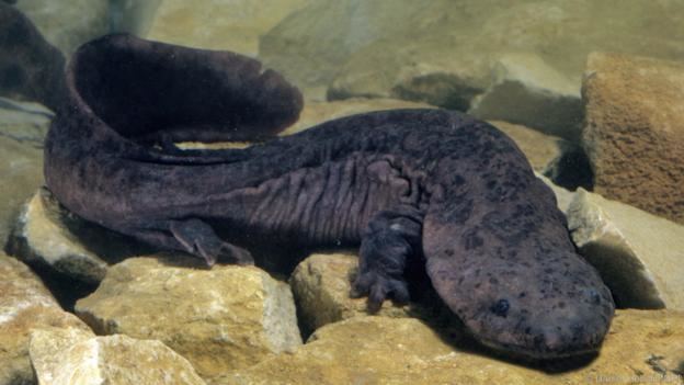 Chinese giant salamander BBC Earth Amazing Chinese giant salamanders are bigger than you