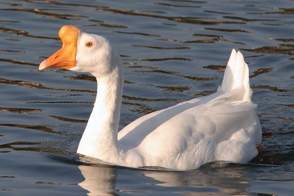 Chinese goose White Chinese Goose
