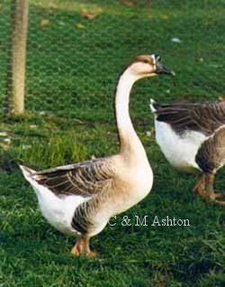 Chinese goose Chinese Geese information and photos of this popular breed