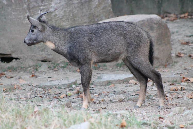 Chinese goral Chinese goral Naemorhedus griseus ZooChat