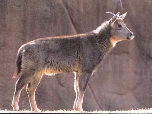 Chinese goral Central Chinese Goral Saint Louis Zoo